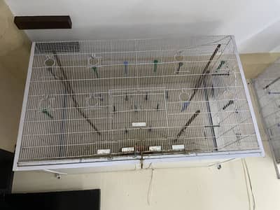 Colony cage