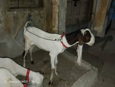 Goat Baby Bakra 2 Month Baby