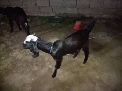 Goats 3 month baby for sale 42 hazar