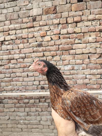 Aseel mianwali for urgent sale