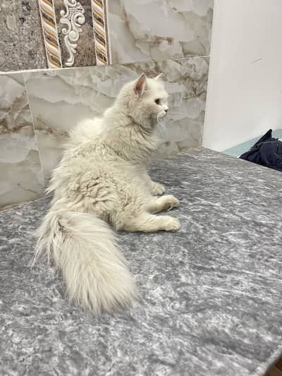 Persian Cat triple coated