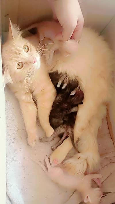 persion mix cat and kittens available