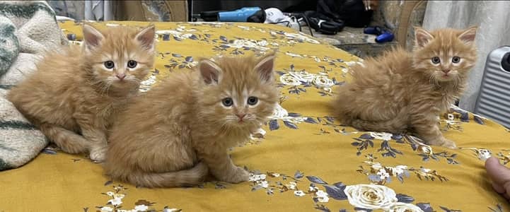 Brown with eyes