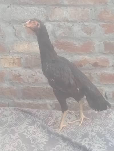 shamo Madi for sale