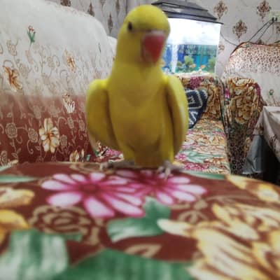 Yellow Male tamed