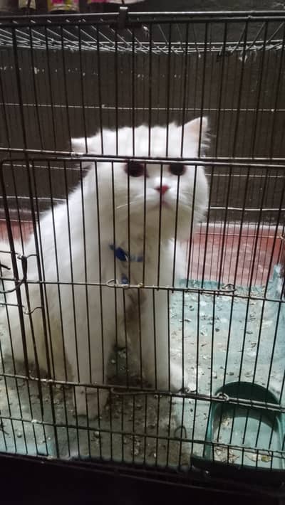 Persian cat white colour