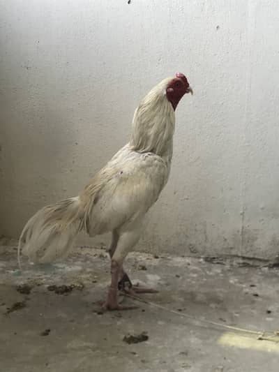 Aseel /heera / white Aseel/ murga