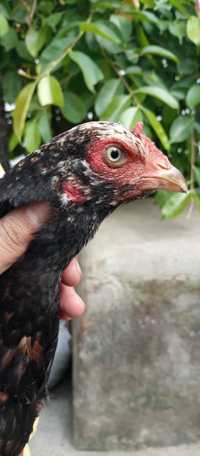 aseel hens for sale location Islamabad only whtsap contact 03425203350