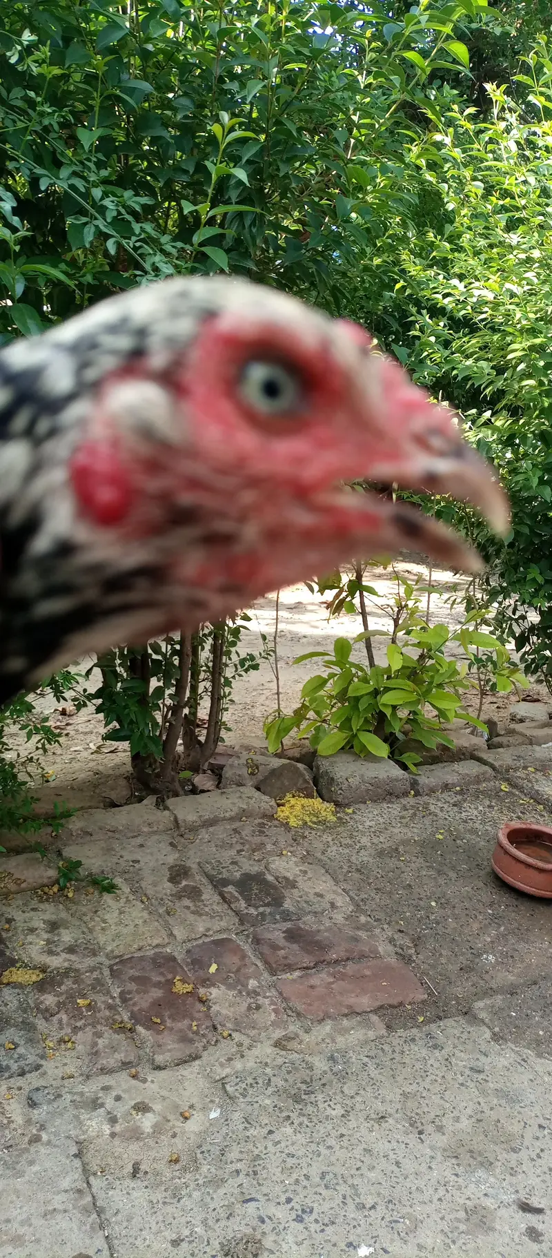 aseel hens for sale location Islamabad only whtsap contact 03425203350 — photo 4