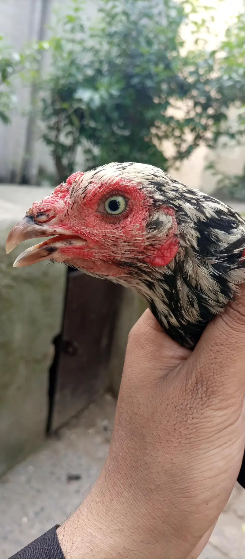 aseel hens for sale location Islamabad only whtsap contact 03425203350 — photo 5