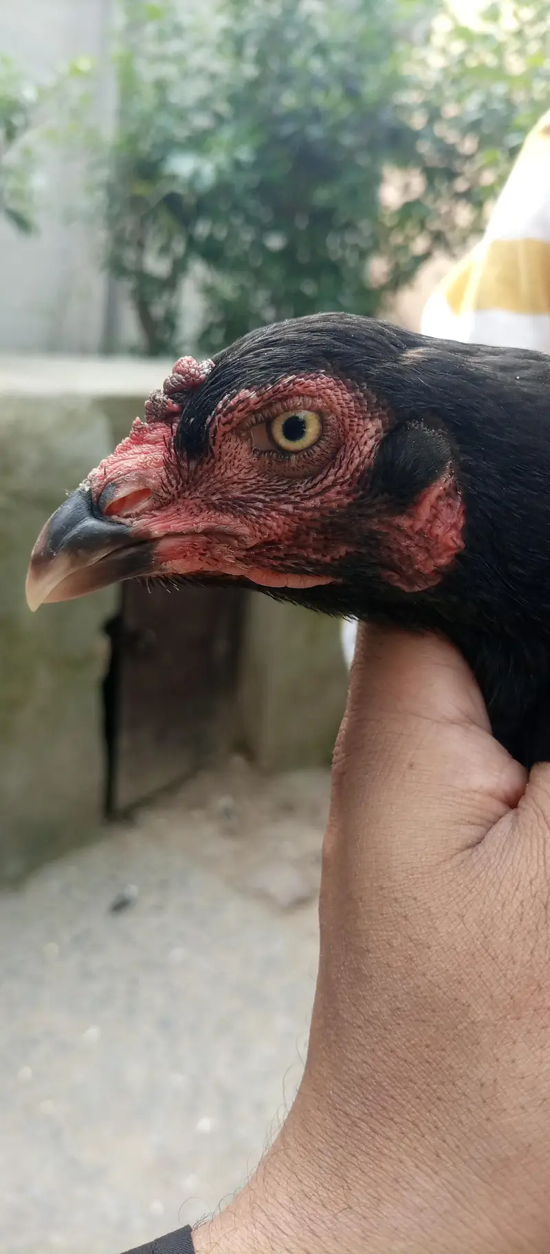 aseel hens for sale location Islamabad only whtsap contact 03425203350 — photo 6