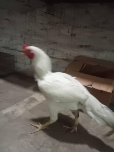 aseel pepper white murga