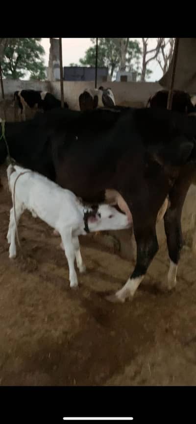 Beautiful cow for sale
