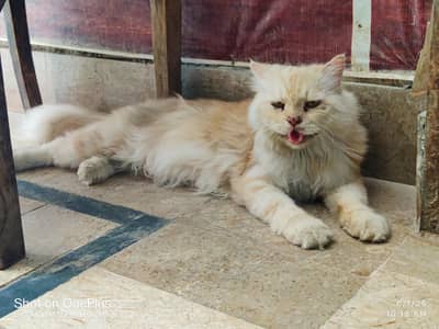 Adult Persian male for sale
