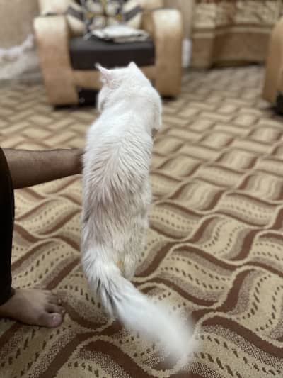 Persian cat odd eyes double coat hain full active female pregnant ha
