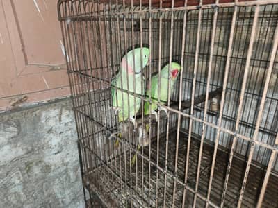 Raw parrots  brider pair