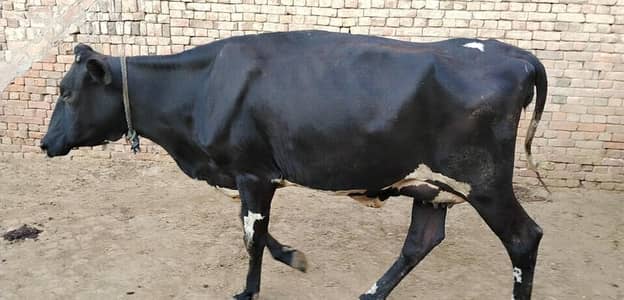 Milking Cow