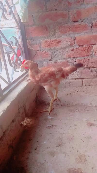 golden misri murgha