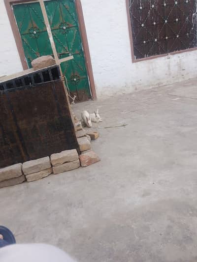 Rabbits Pair