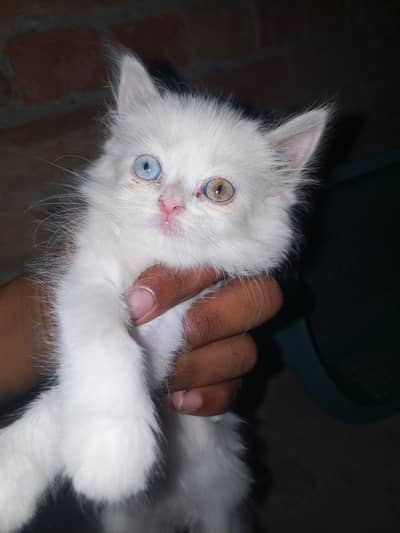 White Persian cat