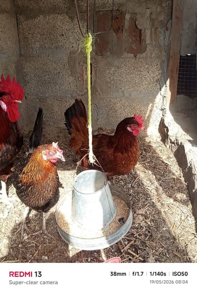 2 murgian 1 murga for sale