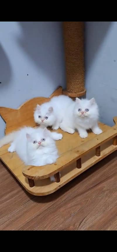Quality Persian Punch face cat & kitten is03477878702Whatsapp
