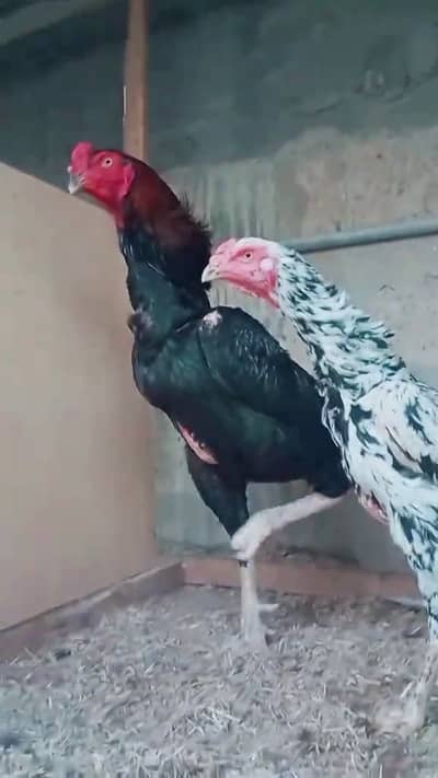 German O Shamo Breeder Pair  0313-2414787