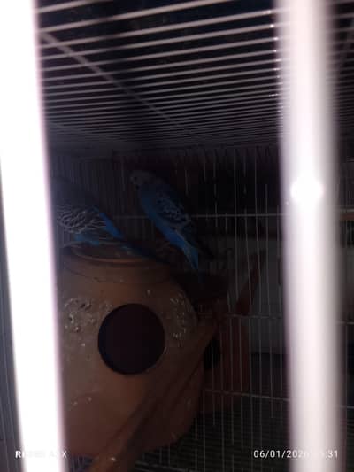 adult budgies pairs
