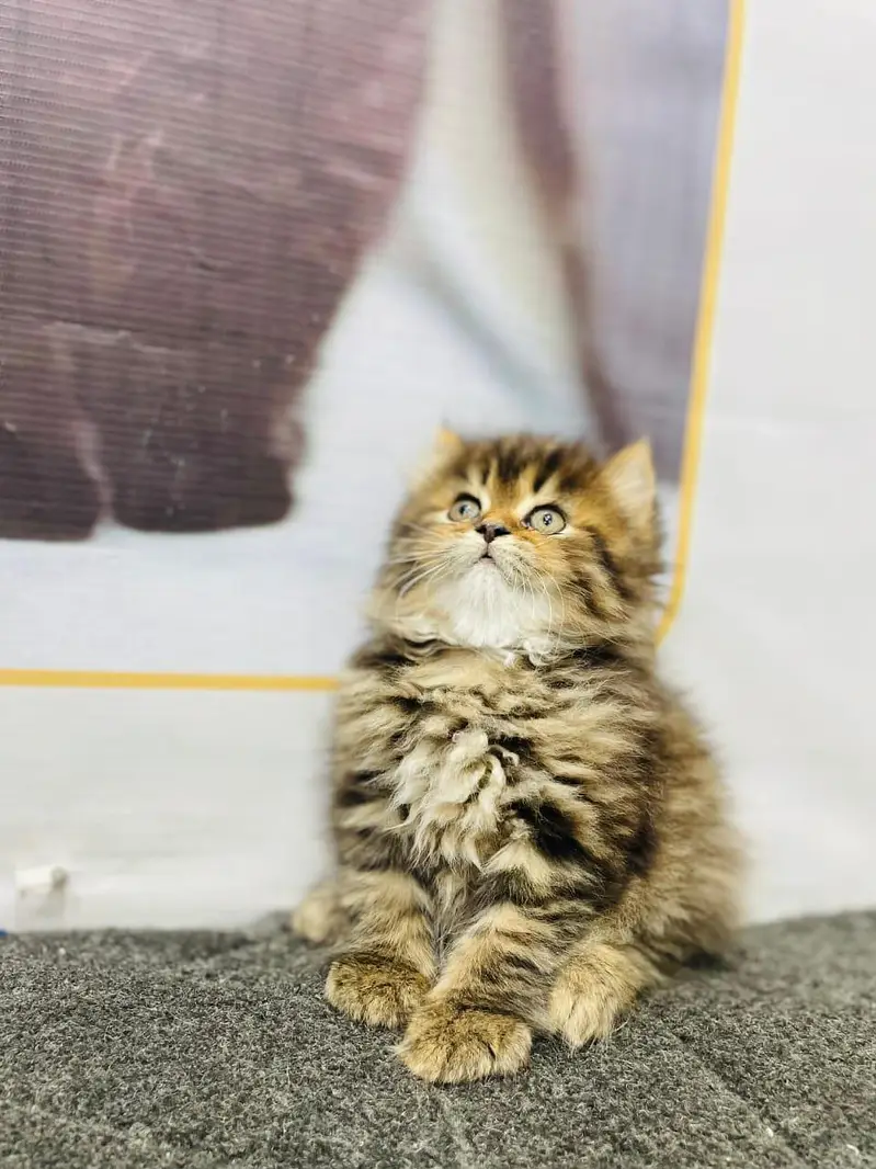 parshion punch face kitten — photo 4