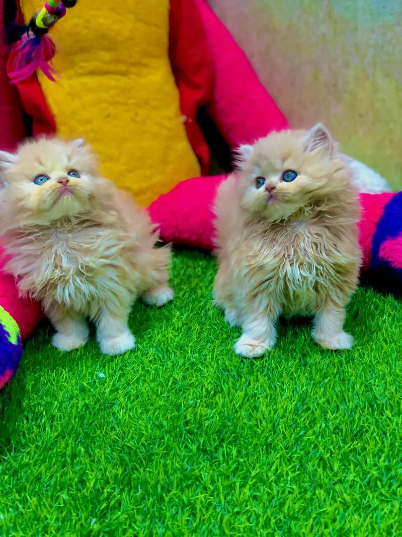 parshion punch face kitten — photo 6
