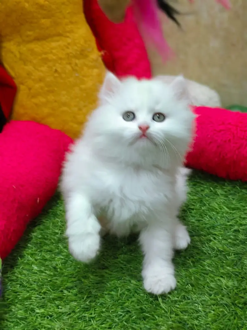 parshion punch face kitten — photo 8