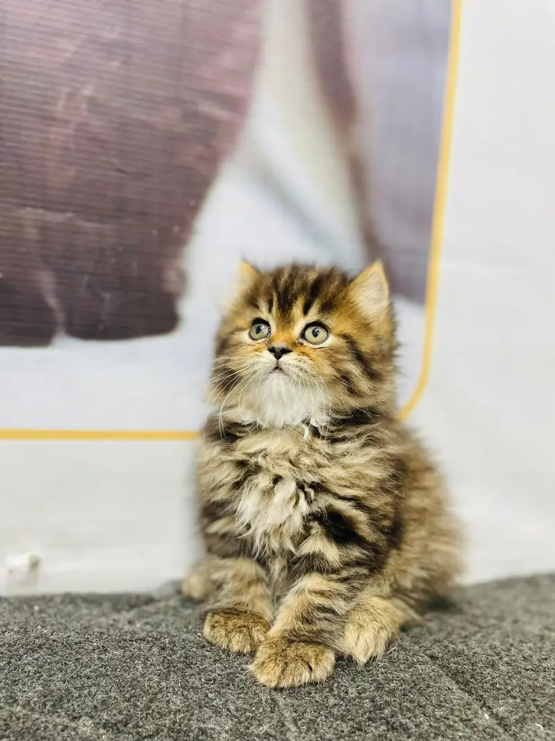 parshion punch face kitten — photo 9