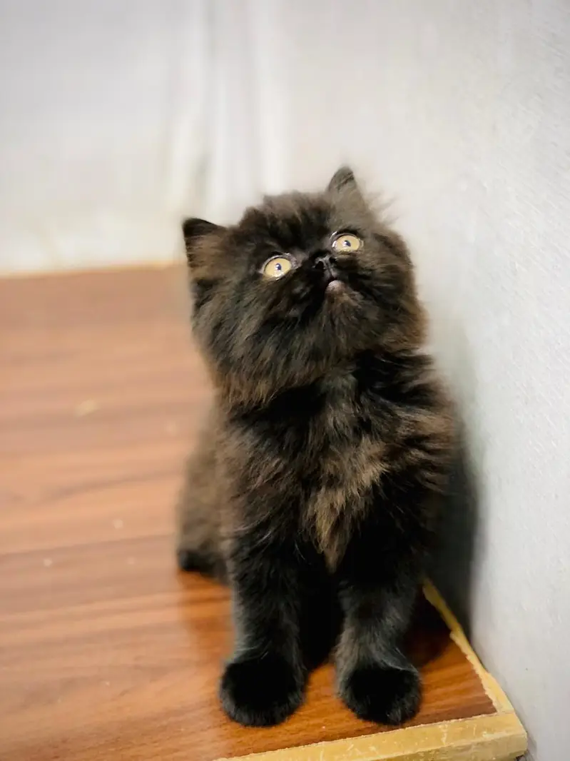 parshion punch face kitten — photo 10