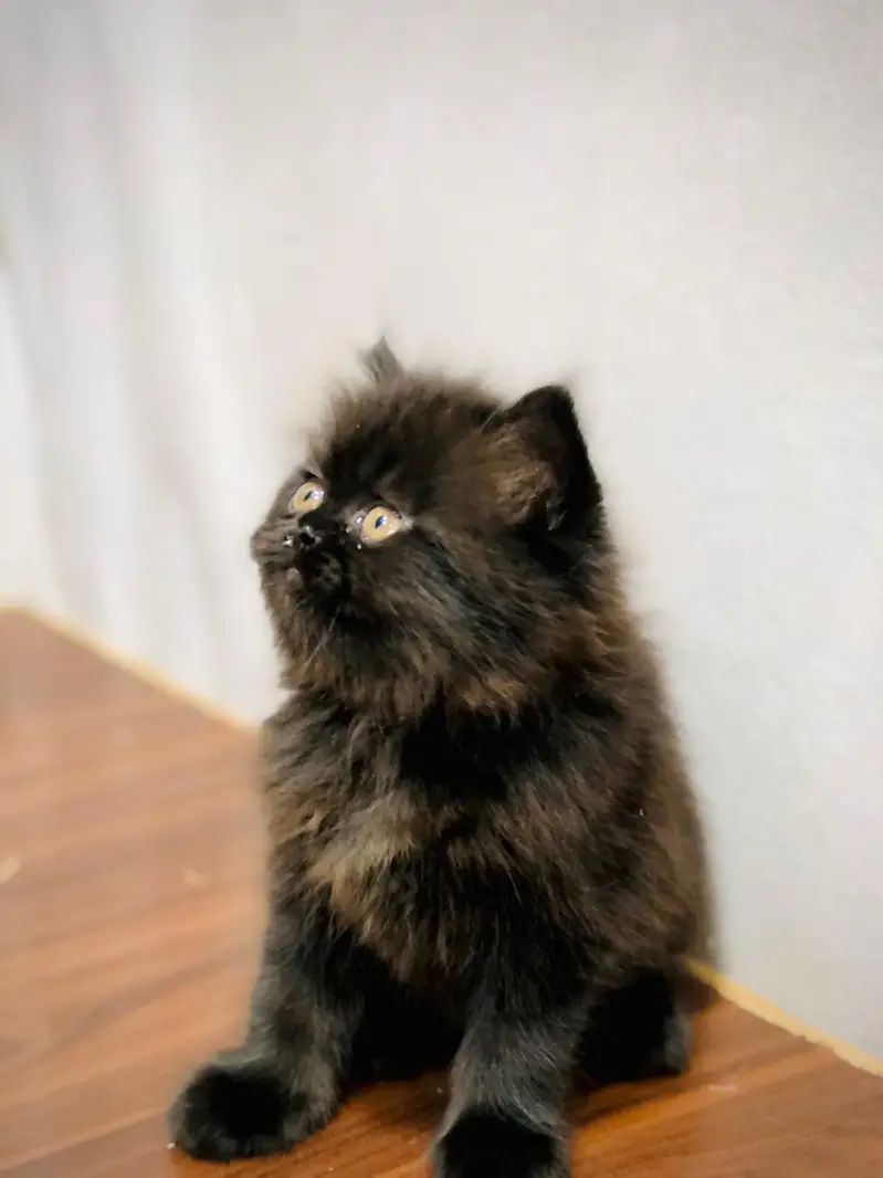 parshion punch face kitten — photo 12