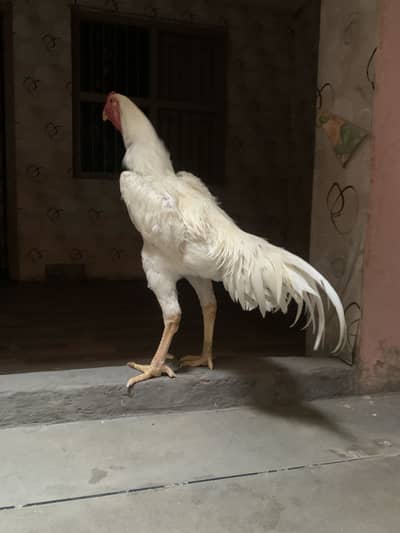 Pure white shamo chicks