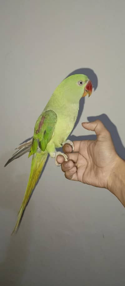Raw fully hand tame Femail