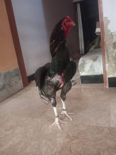 for sale breeder