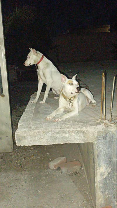 kohati guiltiar pair