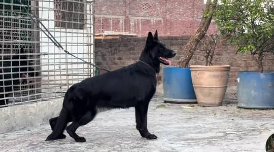 Black Shepherd