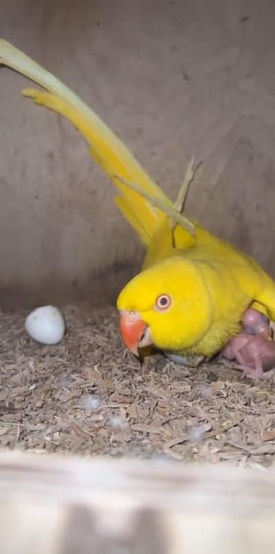 yellow ring neck breeader pair