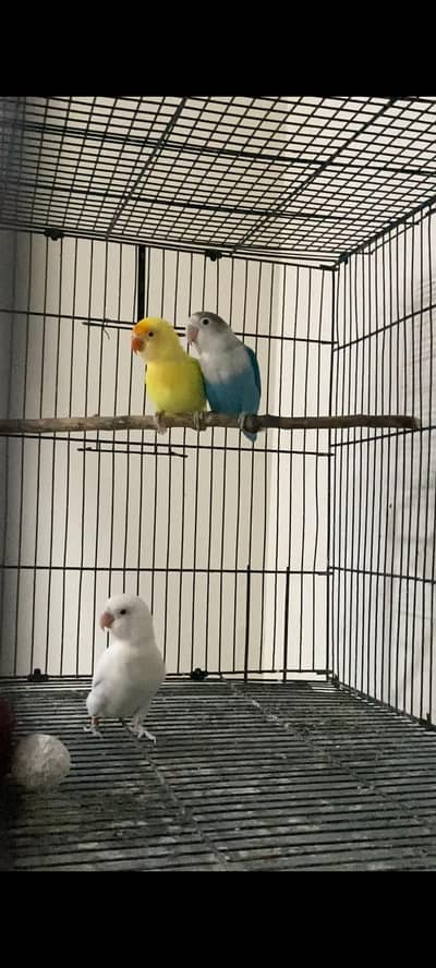 Top quality lovebirds pair