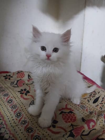 tripple coated 3 russion kittens