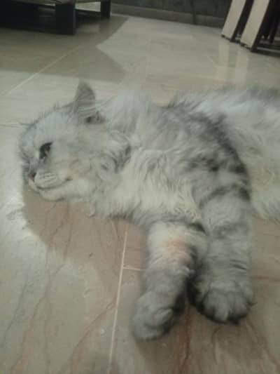 PERSIAN