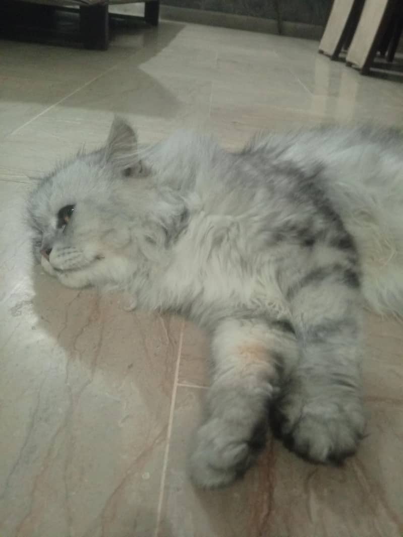PERSIAN 0