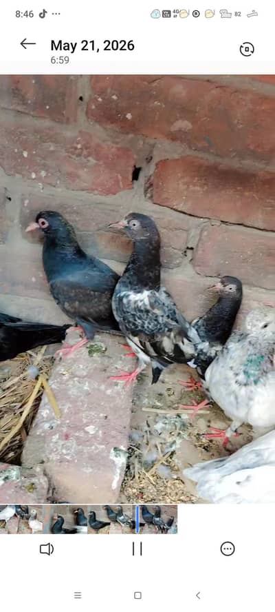 chicks available royal tadey Lal motiay Waly nilay kamager