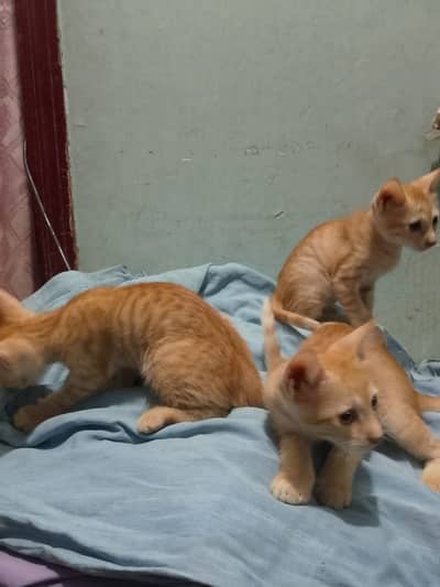 Female cat with 3 kids