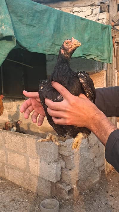 mushki madi or 2 shajra chuza WhatsApp 03038076725