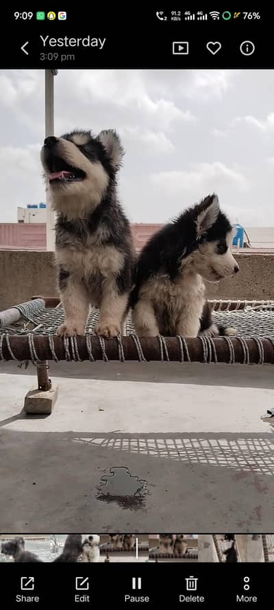 Husky Pair
