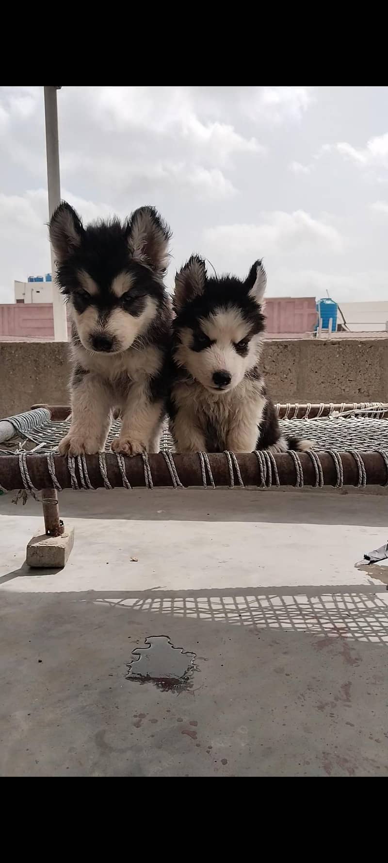 Husky Pair 1