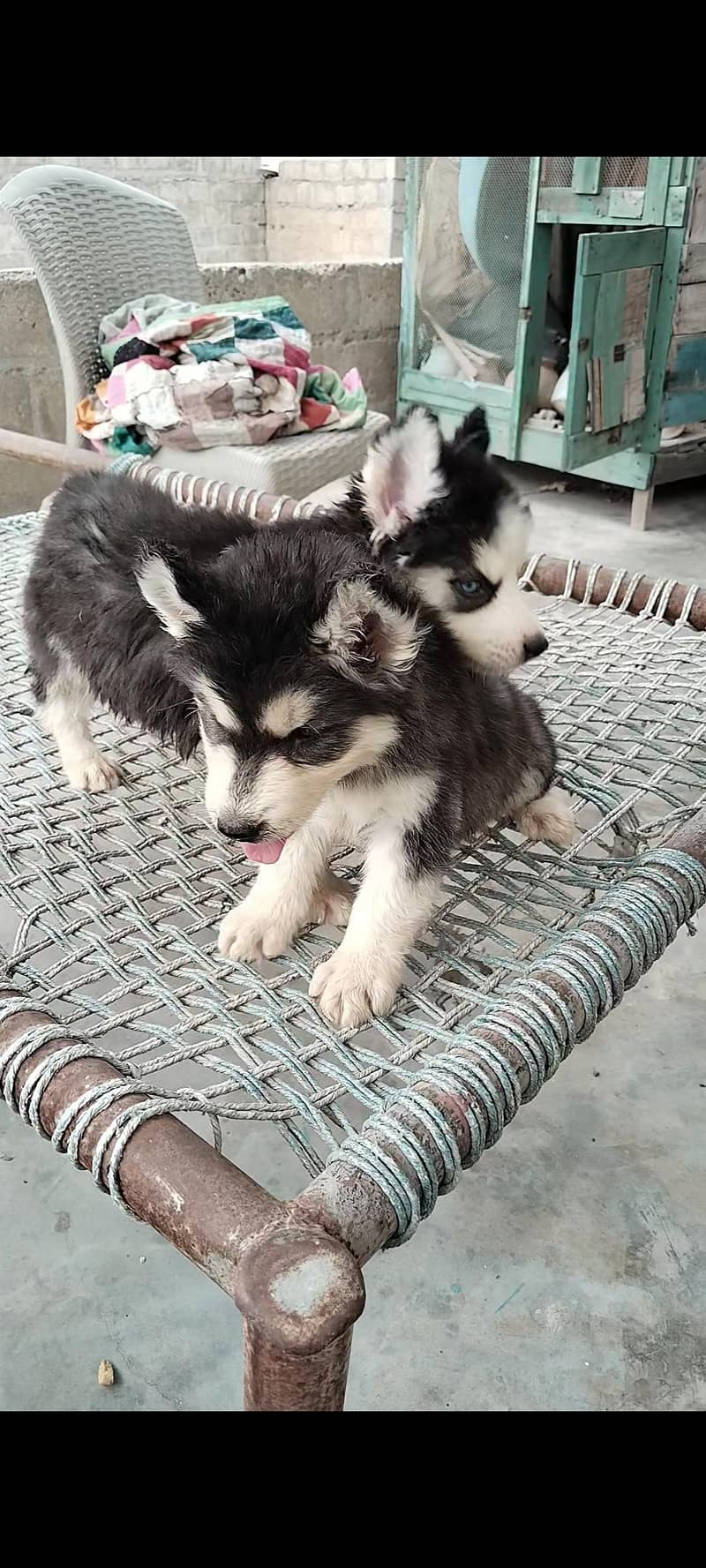 Husky Pair 2
